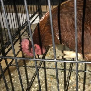 Meet your Posher, Abel